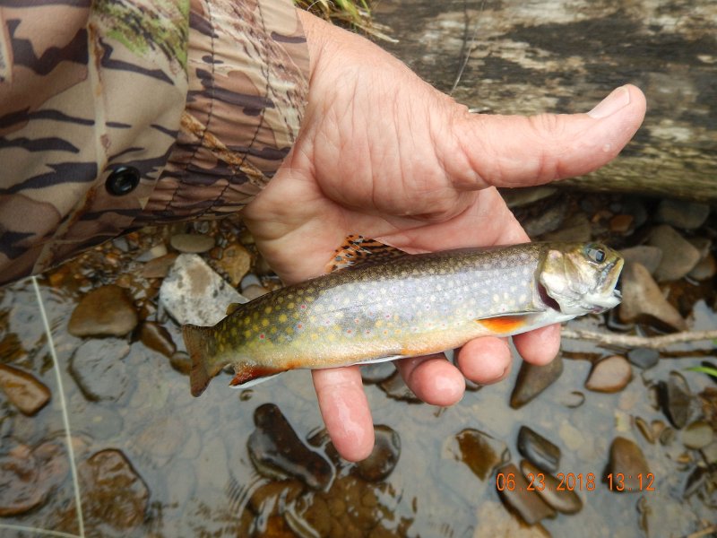 -Kettle Valley-049-.jpg - Nice little brookie but, alas, I beleive he might be a stocker.  Pretty though.